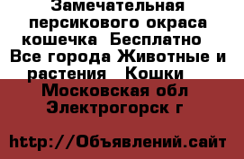 Замечательная персикового окраса кошечка. Бесплатно - Все города Животные и растения » Кошки   . Московская обл.,Электрогорск г.